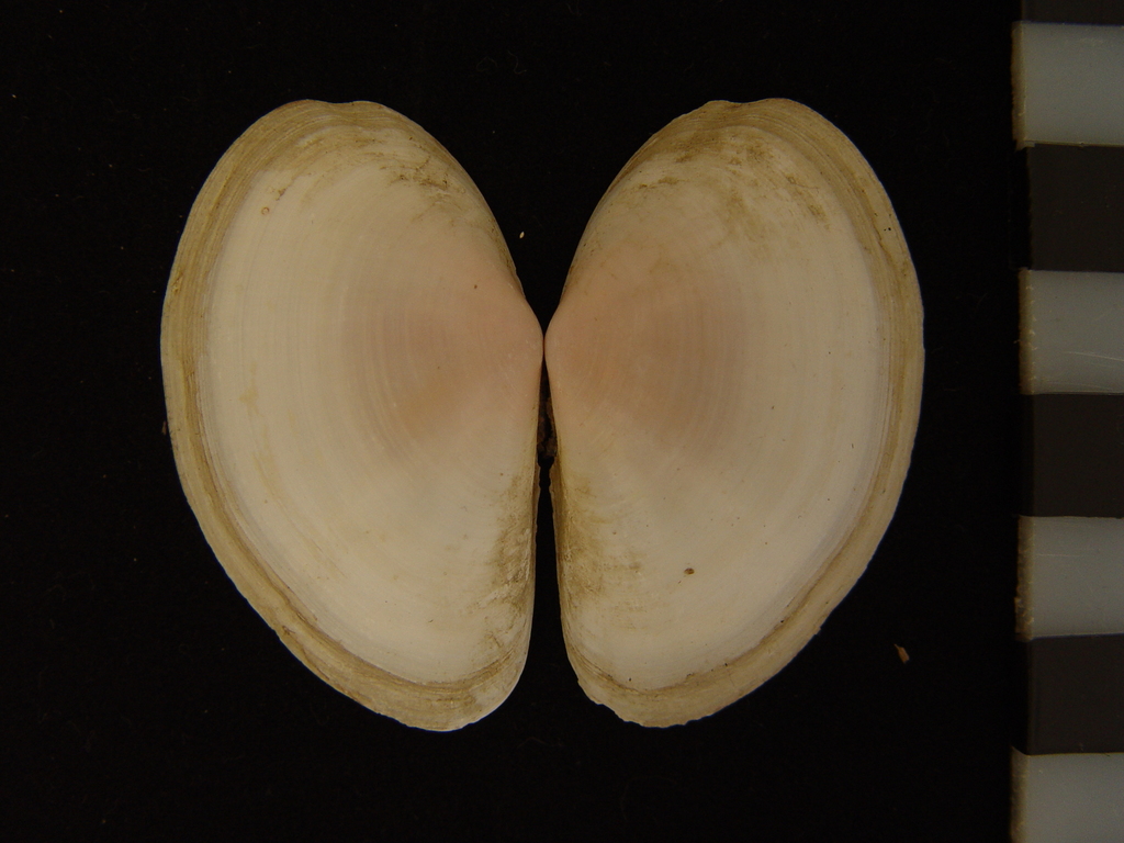 Sanguinolaria sanguinolenta