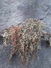 Asplenium ruta-muraria