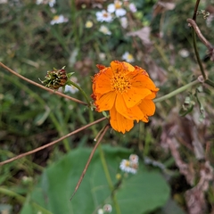Cosmos sulphureus