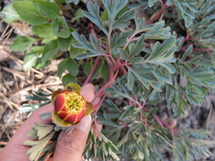 Paeonia brownii
