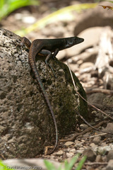 Emoia nigra