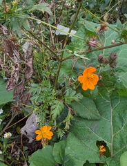 Cosmos sulphureus