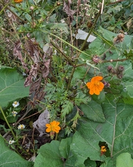 Cosmos sulphureus