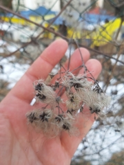 Clematis vitalba