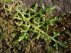 Selaginella denticulata