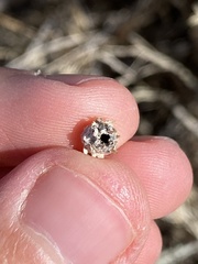 Rhopalomyia utahensis