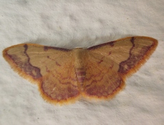 Idaea ostrinaria