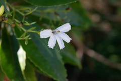 Scaevola chamissoniana