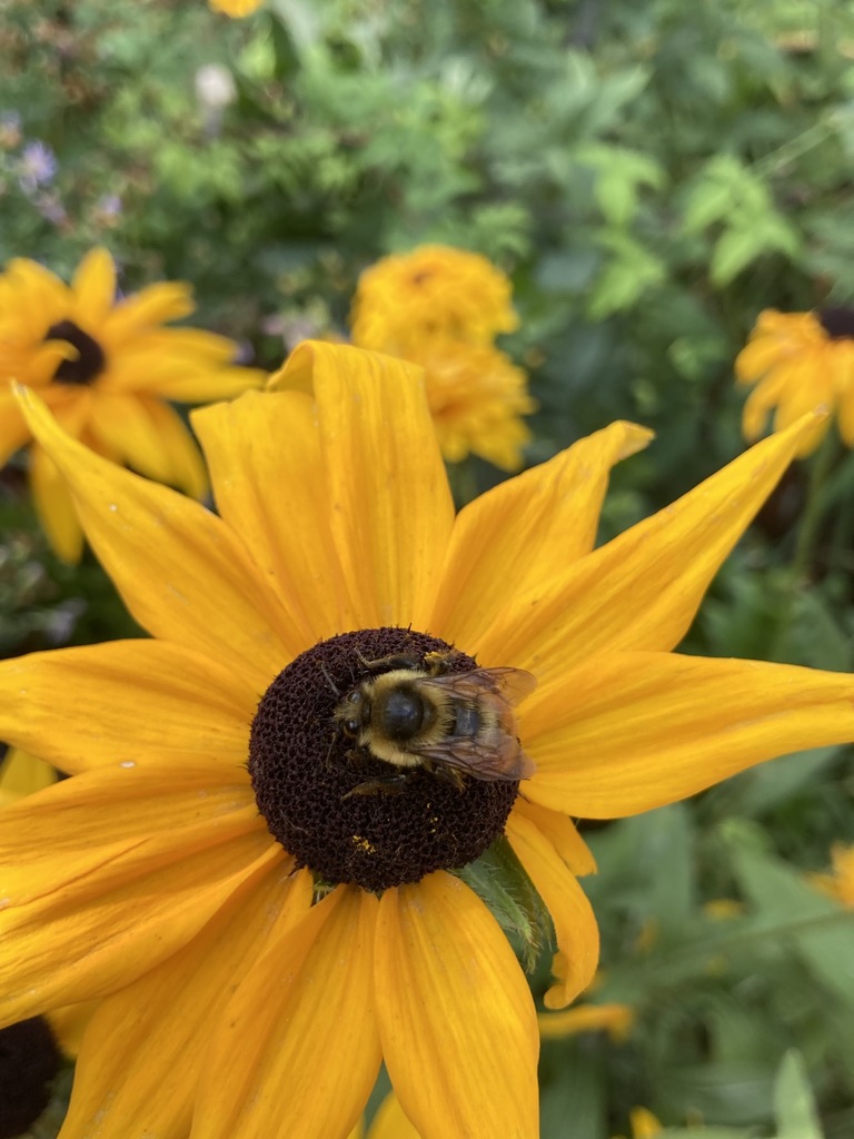 Red-belted Bumble Bee from Douglasdale, Calgary, AB T2Z, Canada on ...