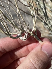 Gnorimoschema octomaculella