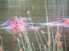 Hippopotamus amphibius