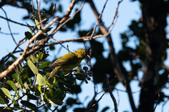 Chlorodrepanis flava