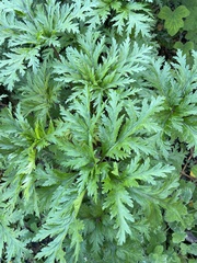 Geranium maderense