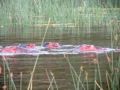 Hippopotamus amphibius