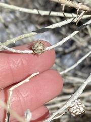 Rhopalomyia utahensis