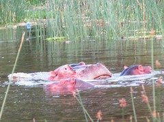 Hippopotamus amphibius