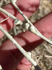 Rhopalomyia chrysothamni
