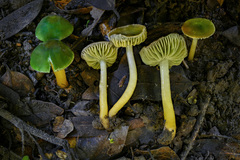 Parrot Waxcap (Hygrocybe psittacina)