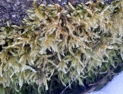 Bryophyta