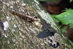 Eppia truncatipennis