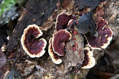 Earliella