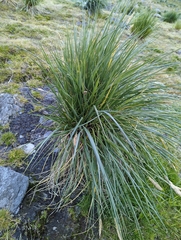 Poa flabellata