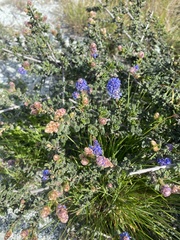 Ceanothus dentatus