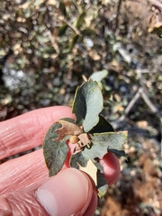 Andricus coconinoensis