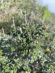 Ceanothus dentatus