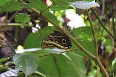 Caligo atreus