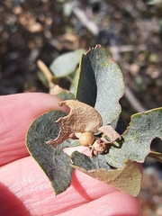 Andricus coconinoensis