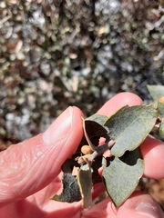 Andricus coconinoensis