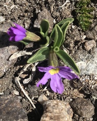 Primula angustifolia