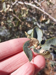 Andricus coconinoensis