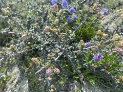 Ceanothus dentatus