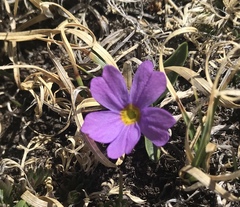 Primula angustifolia