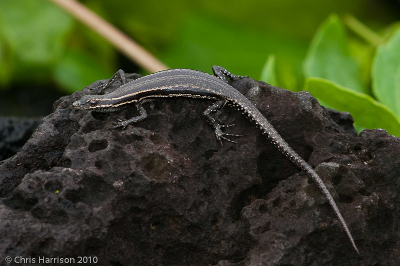 Fiji Snake-Eyed Skink