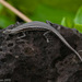 Pygmy Snake-eyed Skink - Photo (c) Chris Harrison, some rights reserved (CC BY-NC), uploaded by Chris Harrison