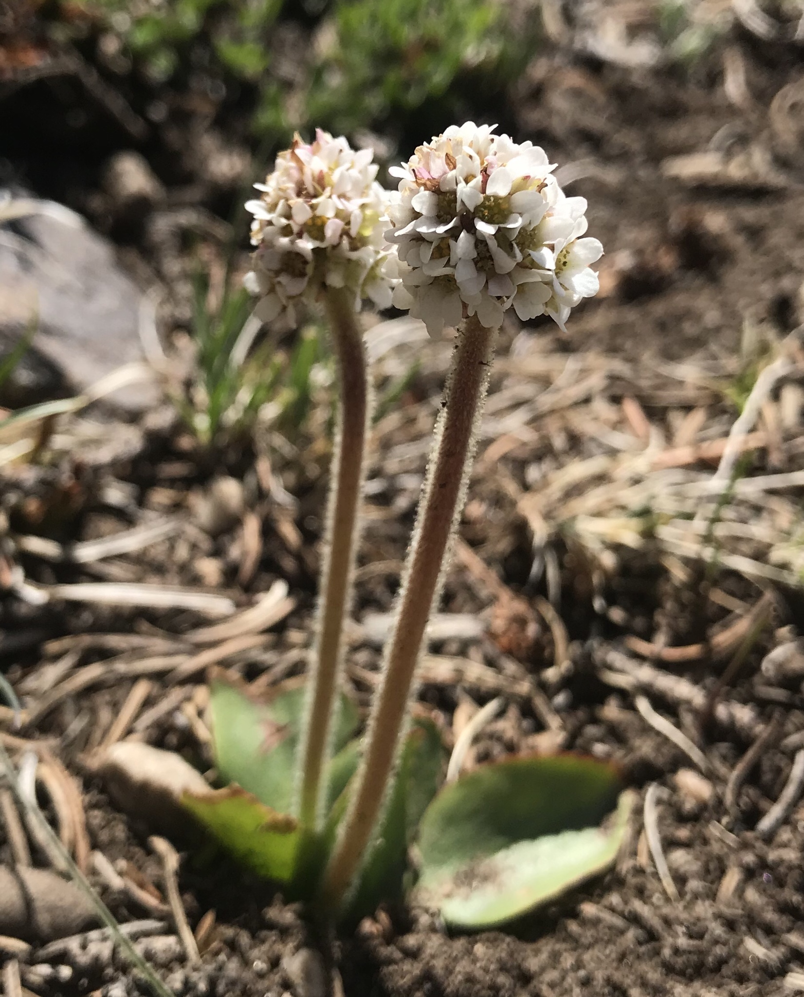Micranthes rhomboidea