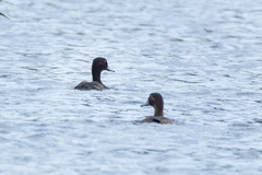 Netta erythrophthalma