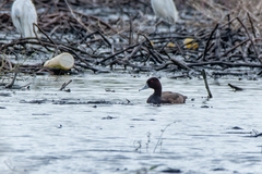 Netta erythrophthalma