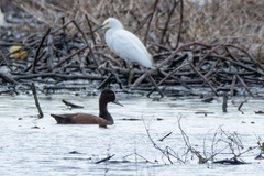 Netta erythrophthalma