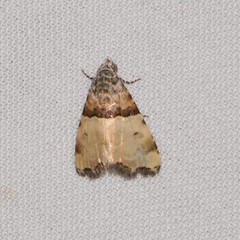 Cobubatha dividua