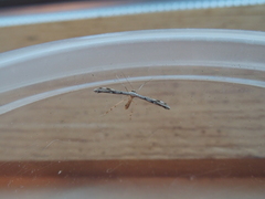 Hellinsia inquinatus