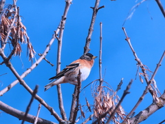 Fringilla montifringilla