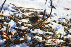 Erithacus rubecula