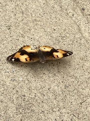 Junonia hierta cebrene