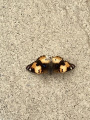 Junonia hierta cebrene