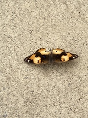 Junonia hierta cebrene