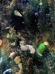 Tryonia clathrata